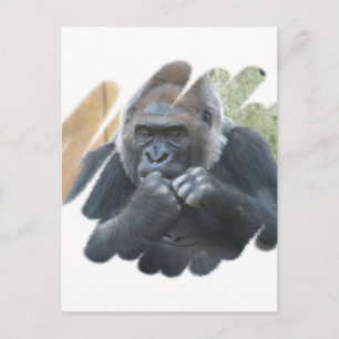 Carte postale Gorilla Primate