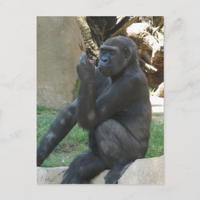 Carte postale Gorilla réfléchie (Devant)