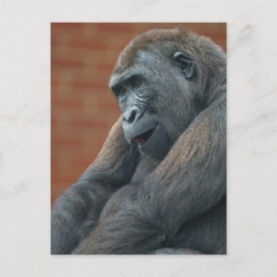 Carte Postale Gorilla Shufai