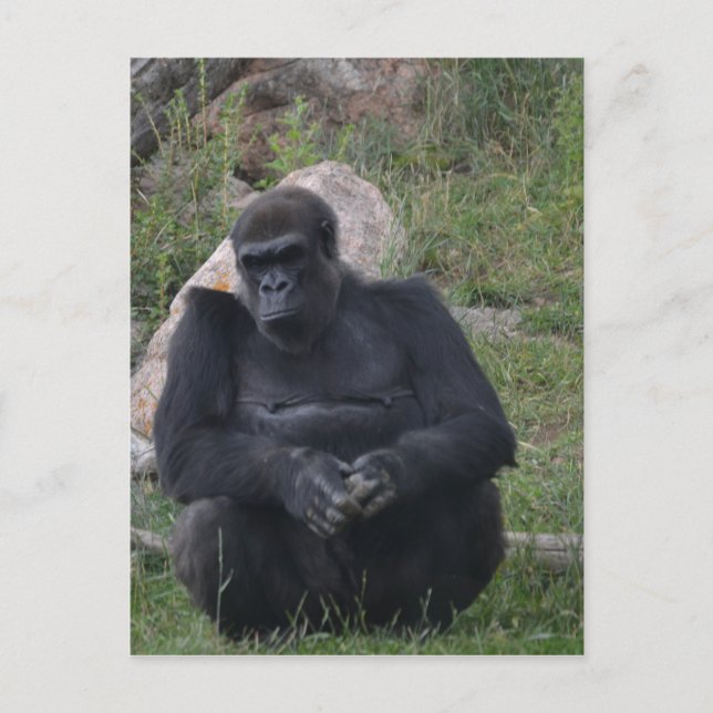 Carte Postale Gorilla sitting (Devant)