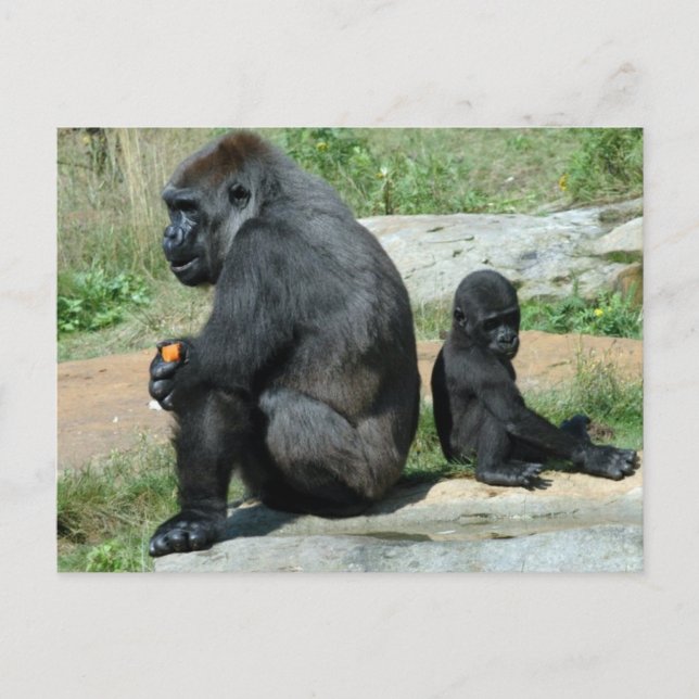 Carte Postale Gorilla Time Out Postcard (Devant)
