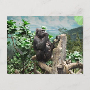 Carte Postale Gorilla Too