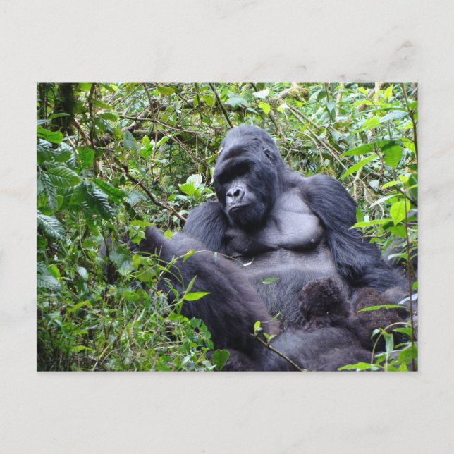 Carte postale Gorillas-Rwanda (Devant)