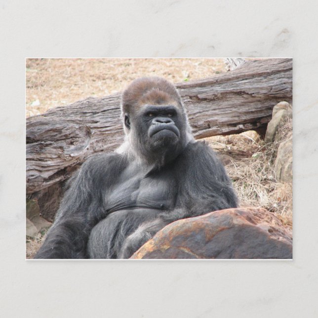 Carte Postale gorille (Devant)