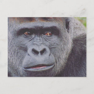 Carte Postale gorille