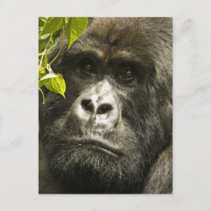 Carte Postale Gorille de montagne, Gorilla beringei beringei,
