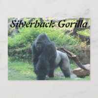 Gorille de Silverback # 2