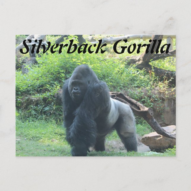 Carte Postale Gorille de Silverback # 2 (Devant)