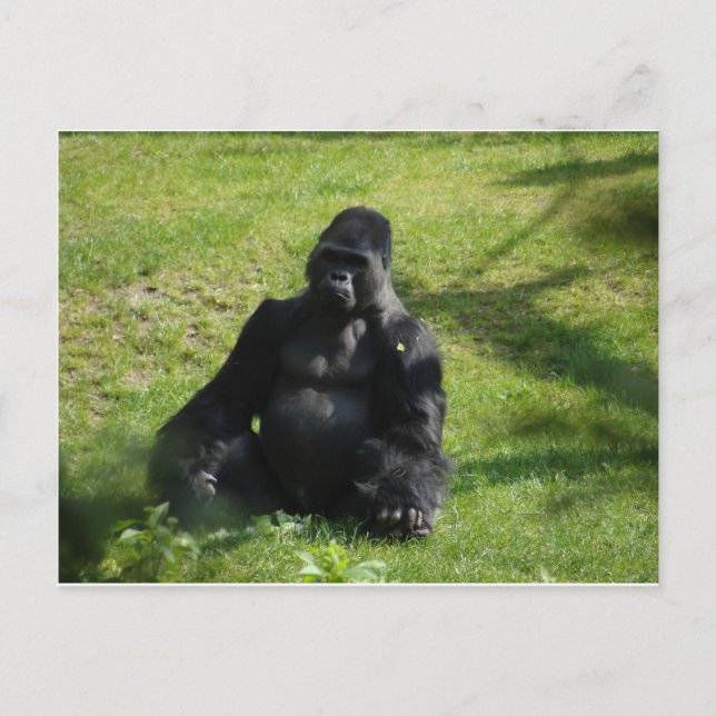 Carte Postale Gorille de singe noir doux (Devant)