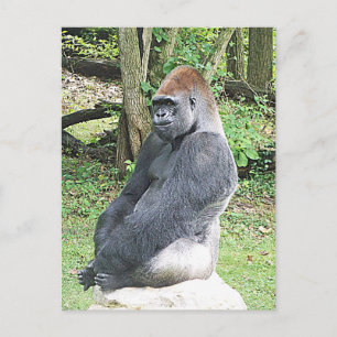 Carte Postale Gorille des basses terres dans la pochette assise
