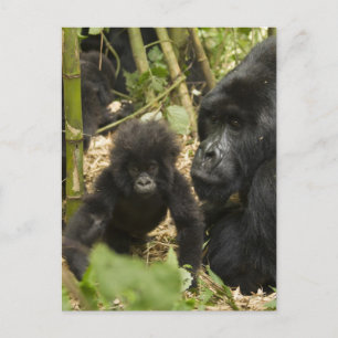 Carte Postale Gorille des montagnes, adulte avec jeune