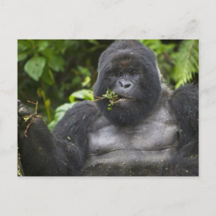 Carte Postale Gorille des montagnes et dos argenté