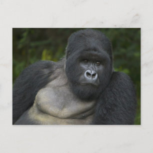 Carte Postale Gorille des montagnes et dos argenté