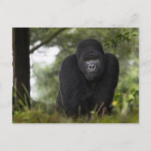Carte Postale Gorille des montagnes et dos argenté