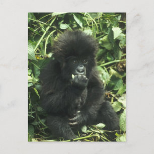 Carte Postale Gorille des montagnes, (Gorilla gorilla beringei),