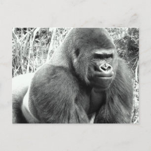 Carte Postale Gorille en noir et blanc