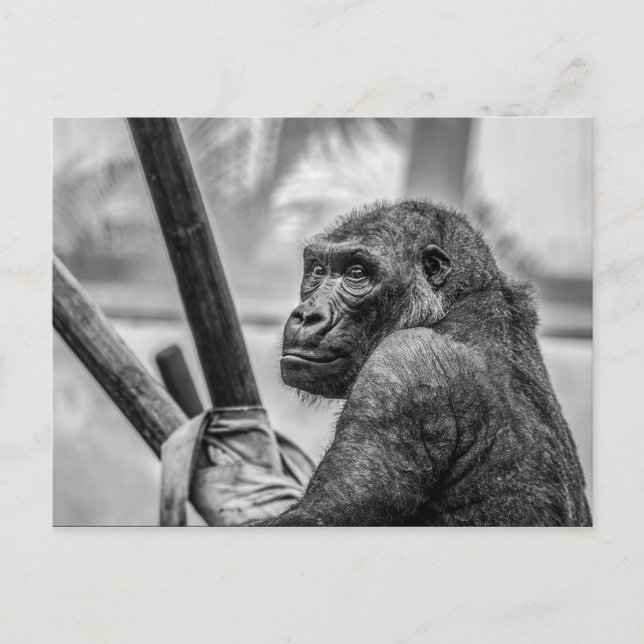 Carte Postale Gorille solitaire (Devant)
