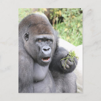 Carte Postale Gorille surprise