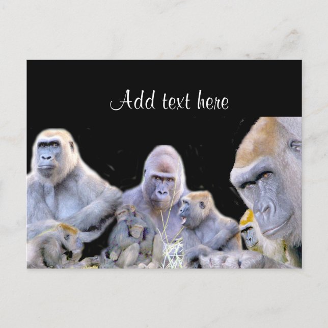 Carte Postale Gorilles & Chimpanzés_ (Devant)