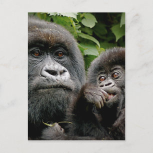 Carte Postale Gorilles ougandais
