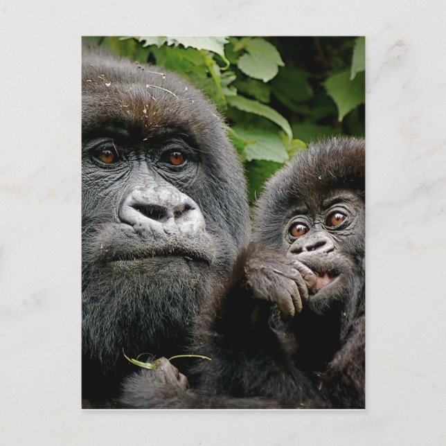 Carte Postale Gorilles ougandais (Devant)