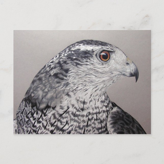 Carte postale Goshawk (Devant)