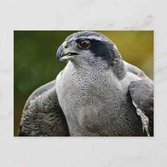 Carte Postale Goshawk du Nord (Devant)
