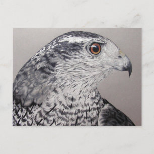 Carte Postale Goshawk du Nord