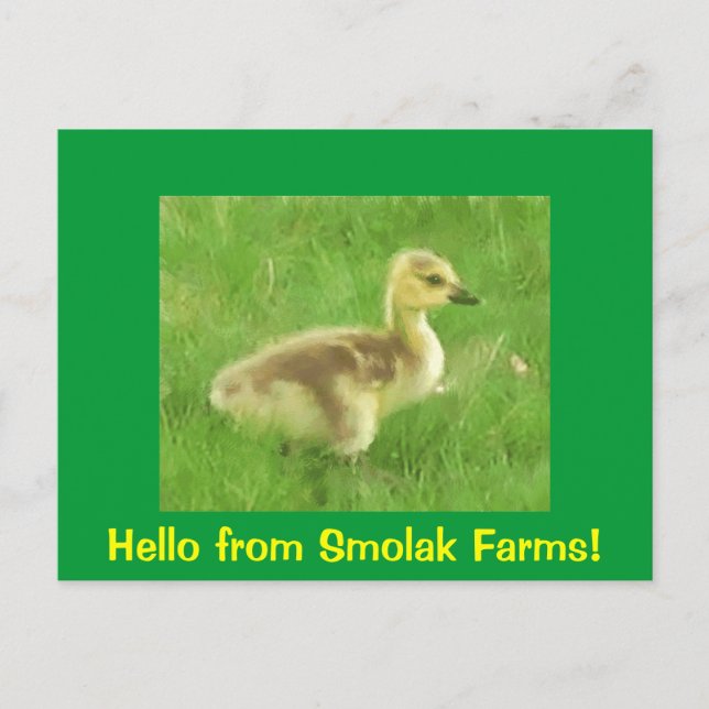 Carte postale Gosling (Devant)