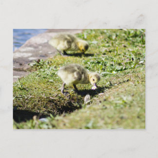 Carte Postale Gosling d'oie du Canada mignon