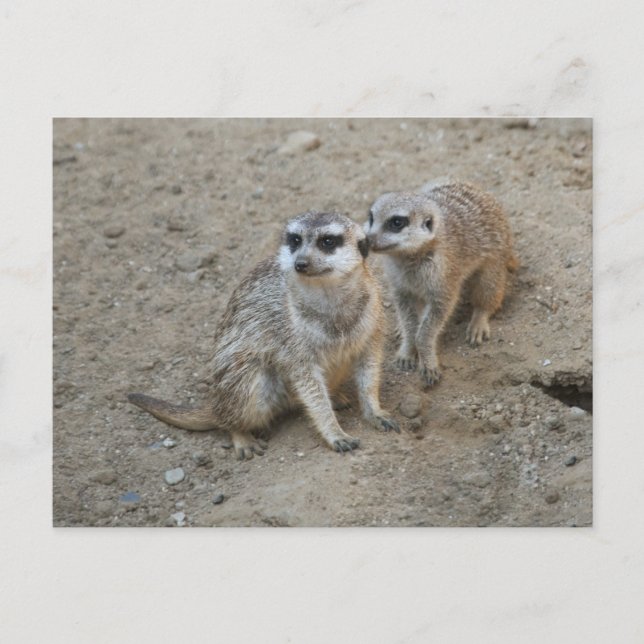 Carte postale Gossip (Devant)