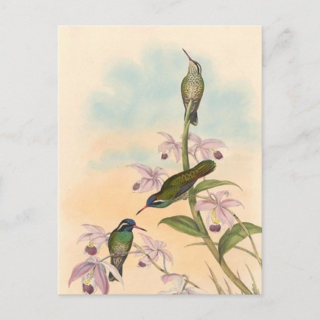 Carte Postale Gould Hummingbirds et Orchidées (Devant)