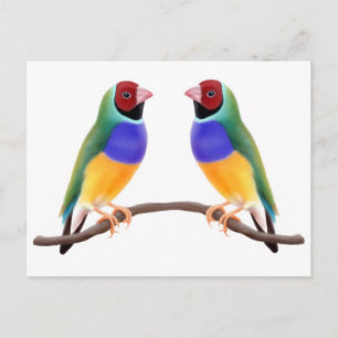 Carte Postale Gouldian Finch Friends