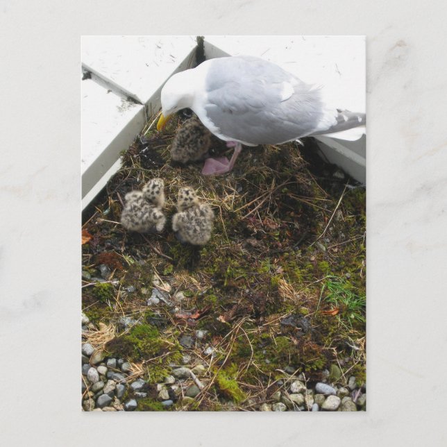 Carte Postale Goull Chicks d'un jour (Devant)