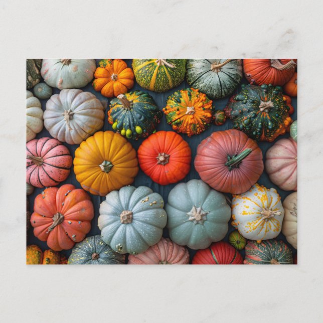 Carte Postale Gourdes et Squash Citrouille colorés (Devant)