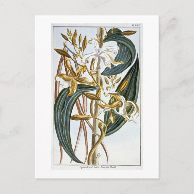 Carte Postale Gousses de vanille, planche 65, de 'Collection Pre (Devant)