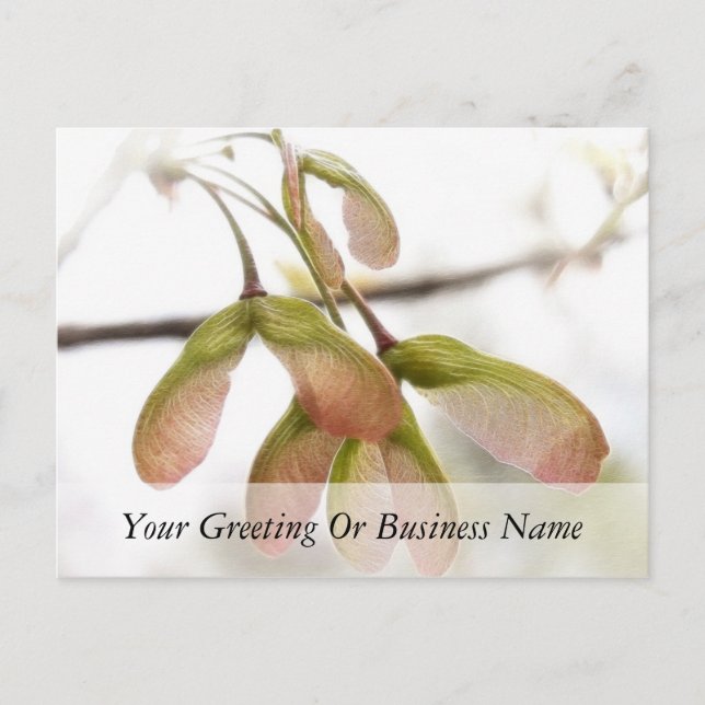 Carte Postale Gousses d'érable ailées (Devant)