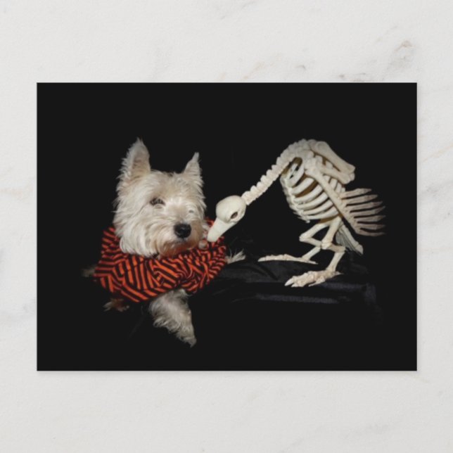 Carte Postale Goûts Comme Le Poulet, Vautour & Westie (Devant)