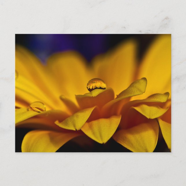 Carte Postale Goutte d'eau avec reflet de marguerite gerbera (Devant)