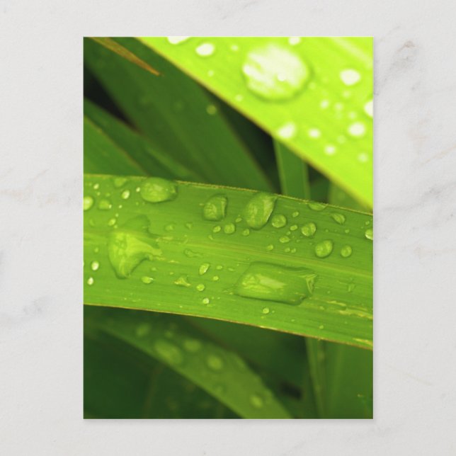 Carte Postale goutte d'eau sur des feuilles (Devant)