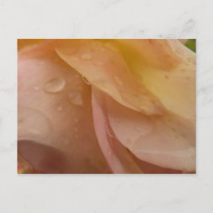 Carte Postale Gouttes de pluie sur des pétales de rose rose pêch