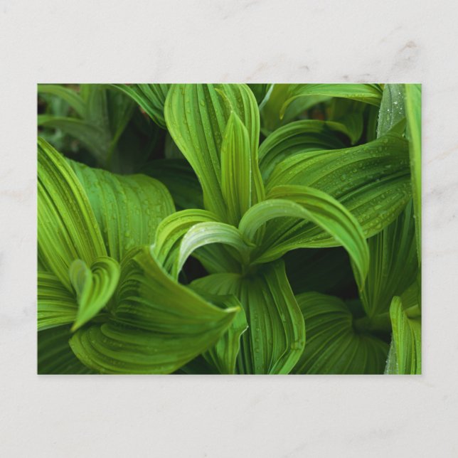 Carte Postale Gouttes de rosée sur une fausse helabore (Devant)