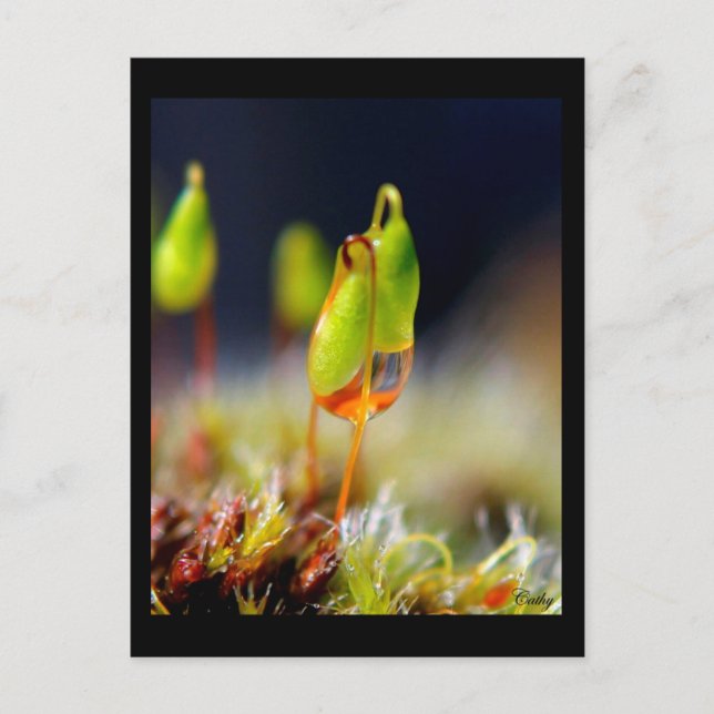 Carte Postale gouttes d'eau" (Devant)