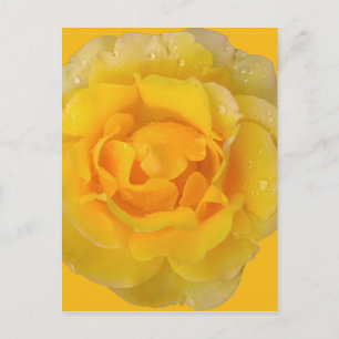 Carte Postale Gouttes d'eau de rose jaune romantique