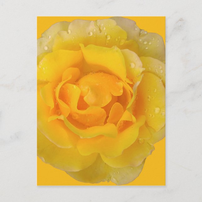 Carte Postale Gouttes d'eau de rose jaune romantique (Devant)