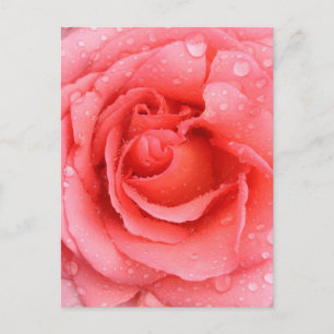 Carte Postale Gouttes d'eau de rose rose romantique