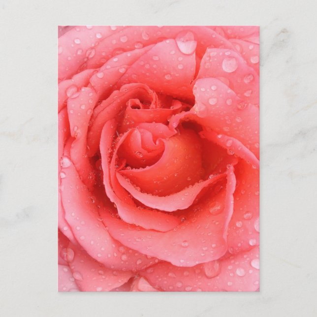 Carte Postale Gouttes d'eau de rose rose romantique (Devant)