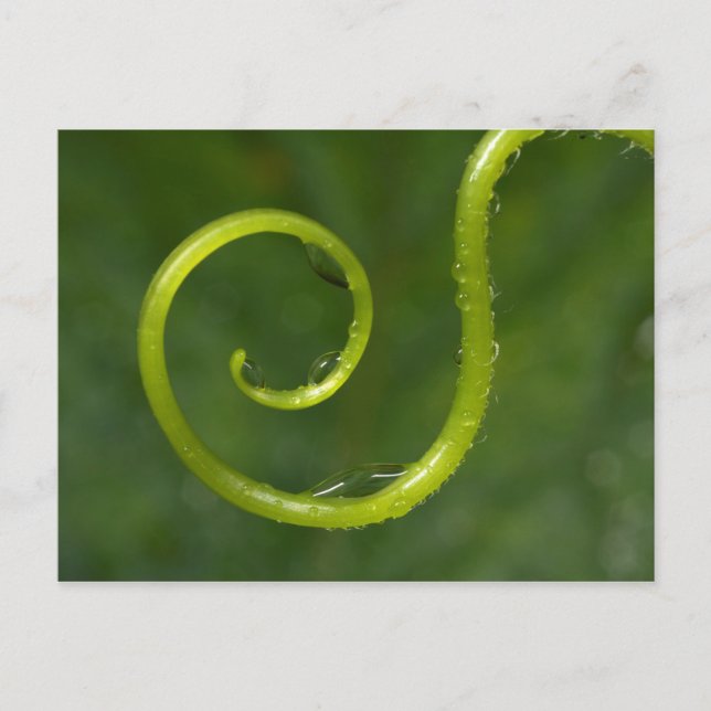 Carte Postale Gouttes d'eau sur une vigne (Devant)