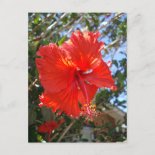 Carte Postale "Grace Crimson : Hibiscus rouge qui fleurit sur un
