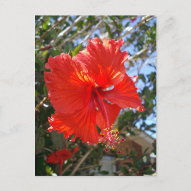 Carte Postale "Grace Crimson : Hibiscus rouge qui fleurit sur un (Devant)